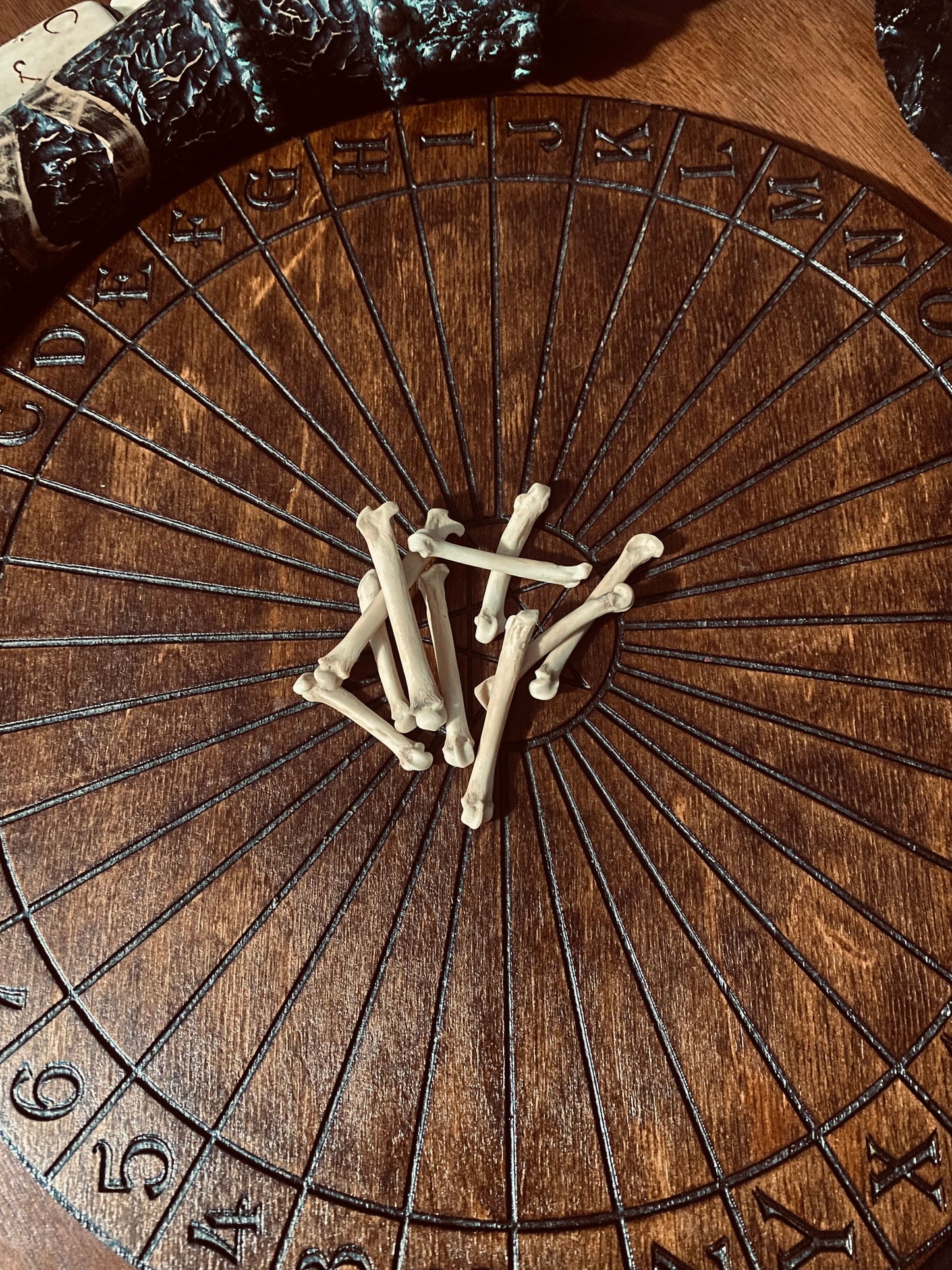 Bobcat Foot Bones