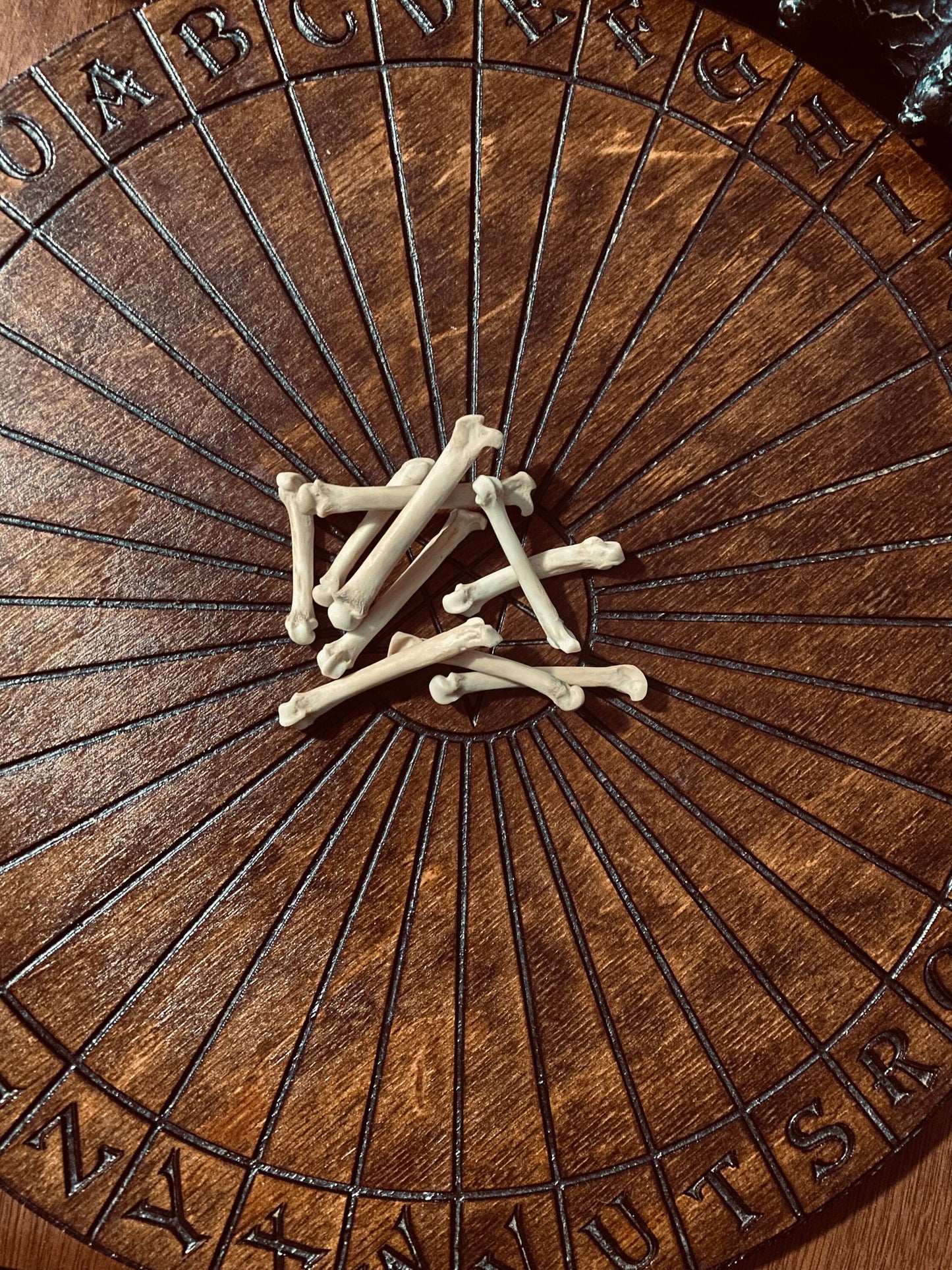 Bobcat Foot Bones