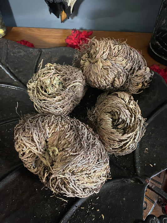 Jericho Flower
