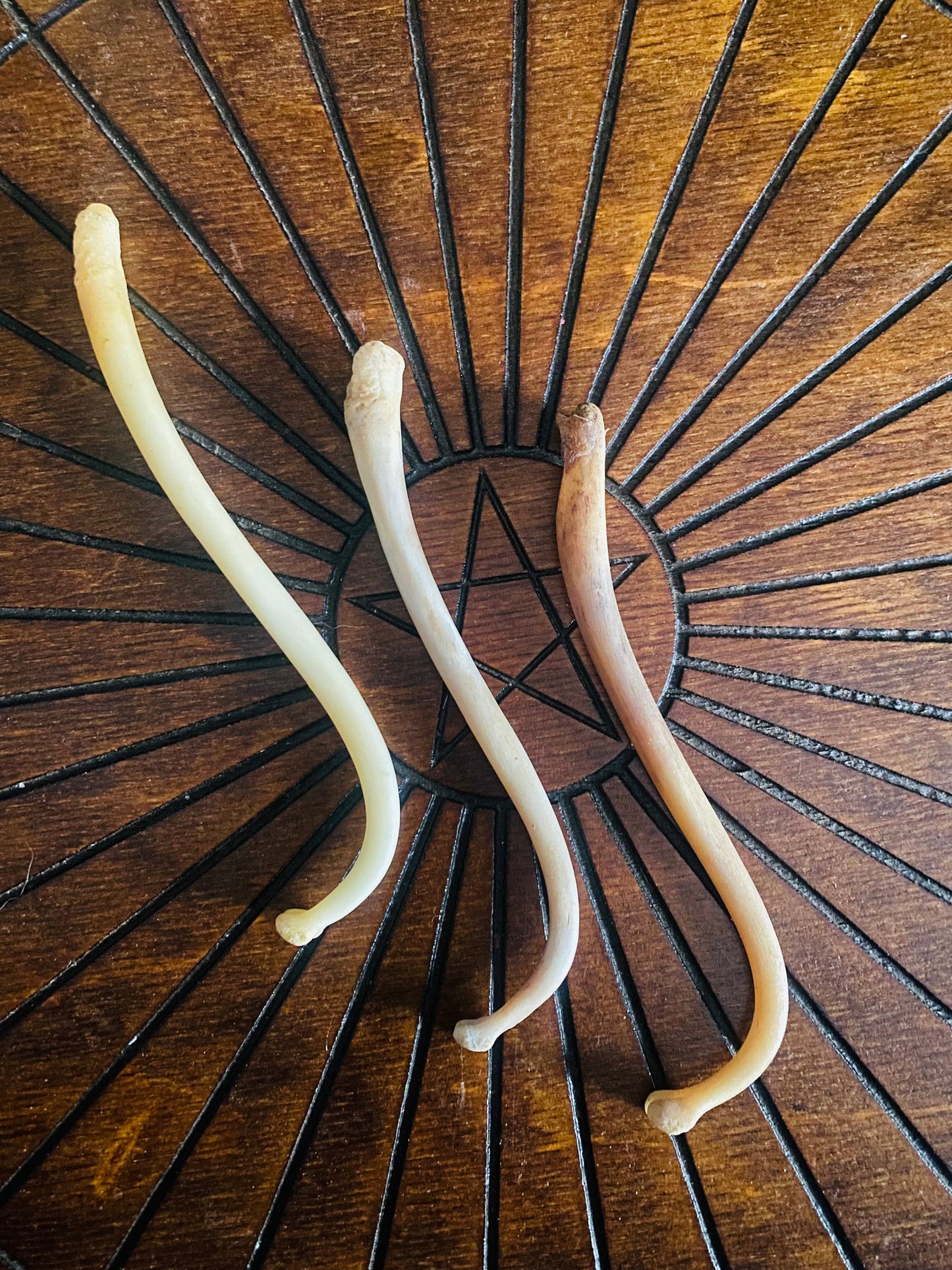 Raccoon Penis Bone